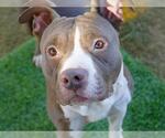 Small American Staffordshire Terrier