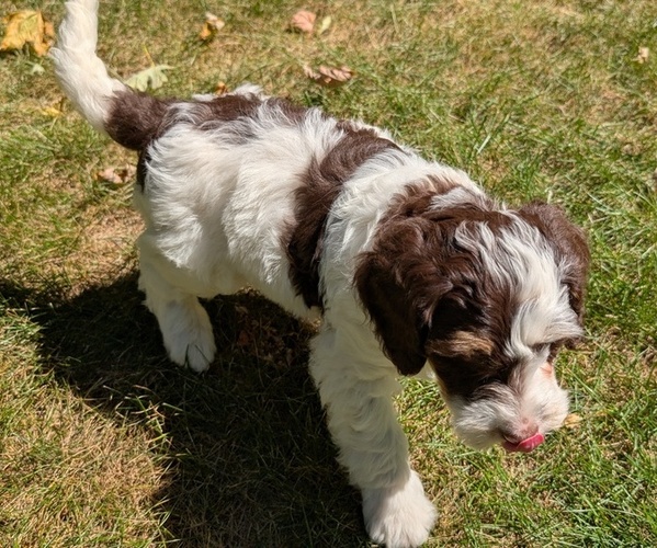 Medium Photo #12 Miniature Bernedoodle Puppy For Sale in GOSHEN, IN, USA