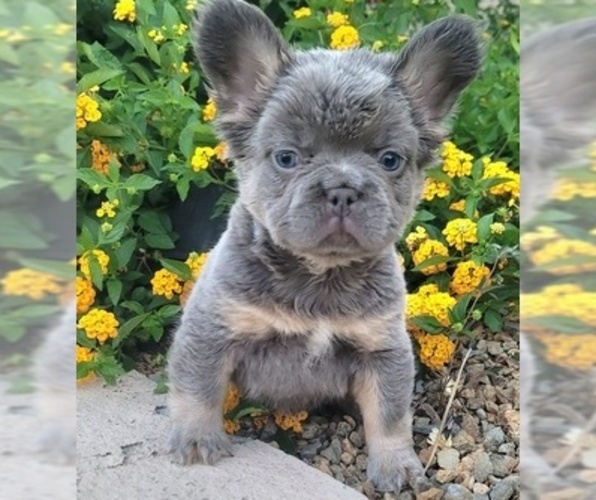 Medium Photo #3 French Bulldog Puppy For Sale in LAS VEGAS, NV, USA