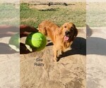 Small Photo #10 Golden Retriever Puppy For Sale in COMFORT, TX, USA