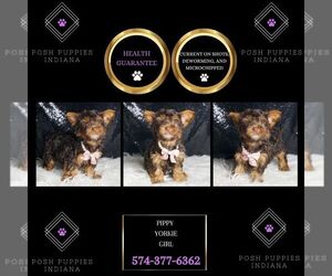 Medium Yorkshire Terrier