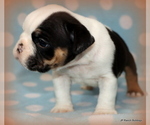 Small Photo #24 English Bulldog Puppy For Sale in WINNSBORO, TX, USA
