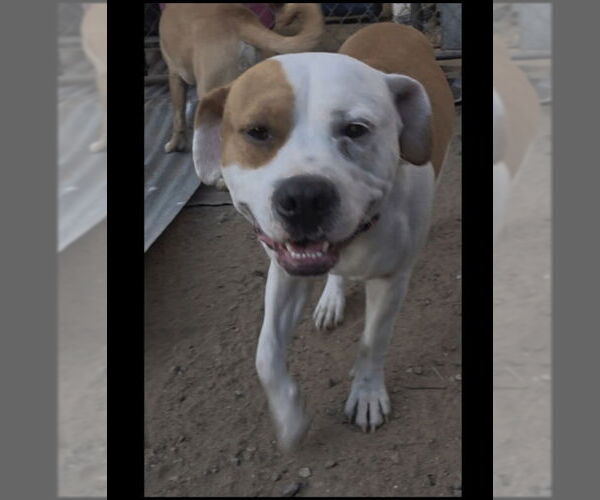 Medium Photo #3 American Pit Bull Terrier-American Staffordshire Terrier Mix Puppy For Sale in San Diego, CA, USA