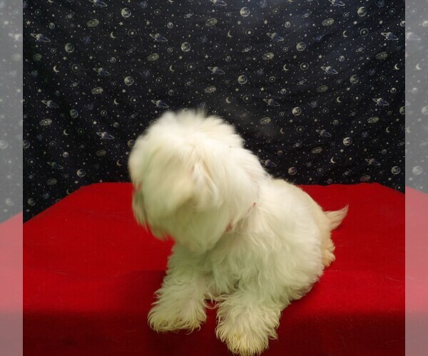 Medium Photo #4 Maltese Puppy For Sale in PATERSON, NJ, USA