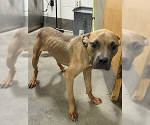 Mutt Dogs for adoption in Forestville, MD, USA