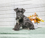 Puppy Millie Schnauzer (Miniature)