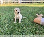 Small Photo #5 Labradoodle Puppy For Sale in AGRICOLA, MS, USA