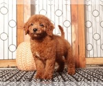 Small #3 Goldendoodle (Miniature)