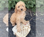 Small #1 Cavapoo mix (+ Poodle Miniature)