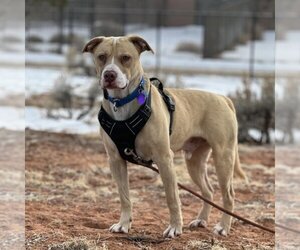 American Pit Bull Terrier-Unknown Mix Dogs for adoption in Kanab, UT, USA