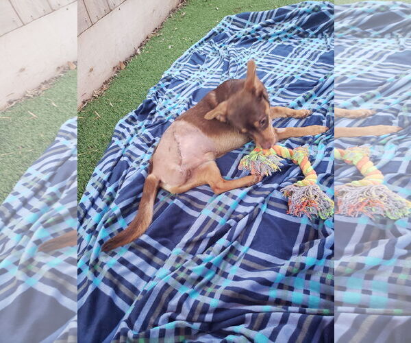Medium Photo #3 Dachshund-Unknown Mix Puppy For Sale in Lindsay, CA, USA