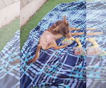 Small #2 Dachshund Mix