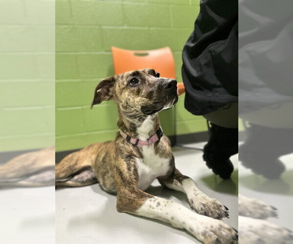 Medium Photo #2 Greyhound-Unknown Mix Puppy For Sale in Temple, TX, USA