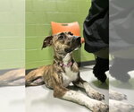 Small #1 Greyhound Mix