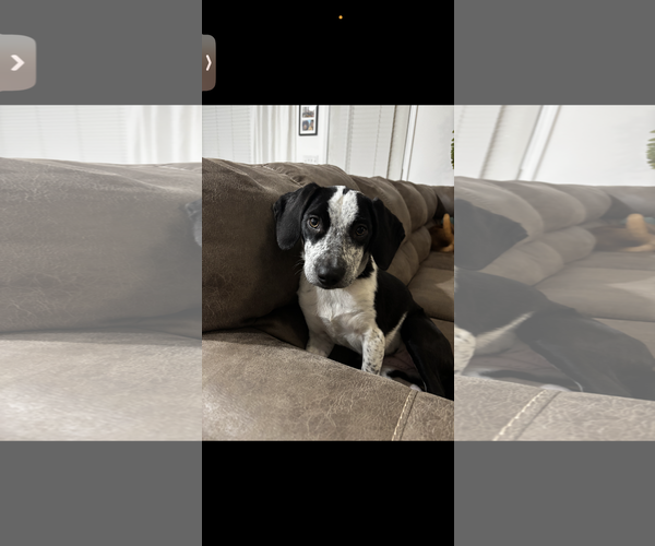 Medium Photo #2 Border Collie-Unknown Mix Puppy For Sale in Ball Ground, GA, USA