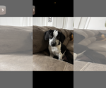 Small #1 Border Collie Mix