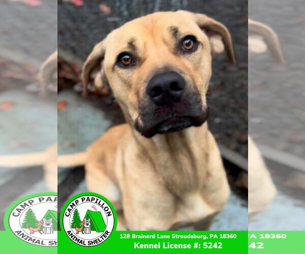 Medium Photo #5 Mutt Puppy For Sale in Stroudsburg, PA, USA