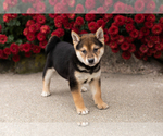 Small #1 Shiba Inu