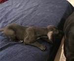 Small Photo #3 Great Dane Puppy For Sale in RENO, NV, USA