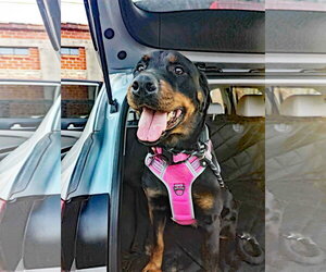 Reina - Male Rottweiler-Unknown Mix Dog for Adoption - Photo #7