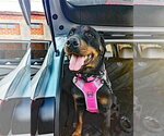 Small #6 Rottweiler Mix