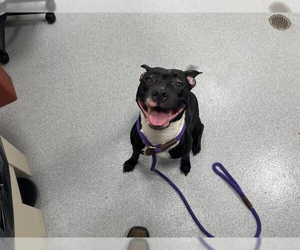 Medium Photo #1 American Pit Bull Terrier-Unknown Mix Puppy For Sale in Ocala, FL, USA