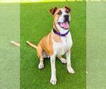 Small #1 American Pit Bull Terrier Mix