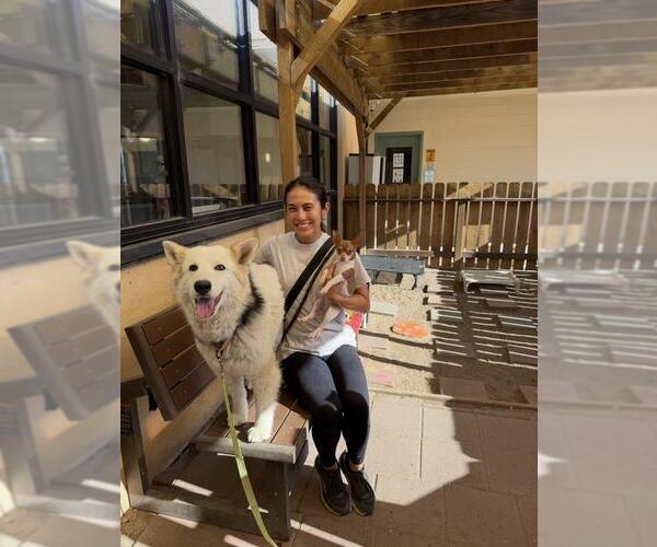 Medium Photo #4 Siberian Husky Puppy For Sale in Santa Maria, CA, USA