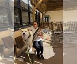 Small #3 Siberian Husky