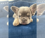Small Photo #1 French Bulldog Puppy For Sale in TUCSON, AZ, USA
