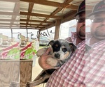 Small #2 Australian Cattle Dog