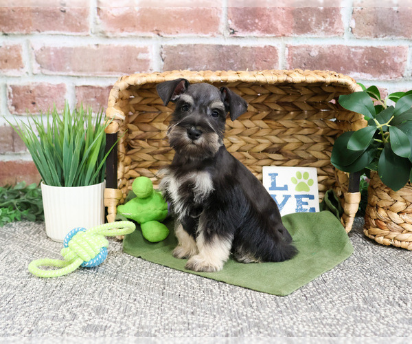 Medium Photo #4 Schnauzer (Miniature) Puppy For Sale in SYRACUSE, IN, USA