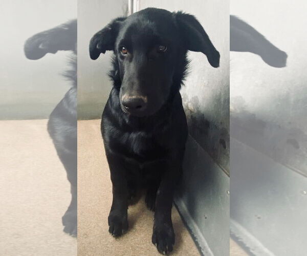 Medium Photo #1 Labrador Retriever-Unknown Mix Puppy For Sale in San Diego, CA, USA