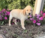 Small #1 Golden Retriever