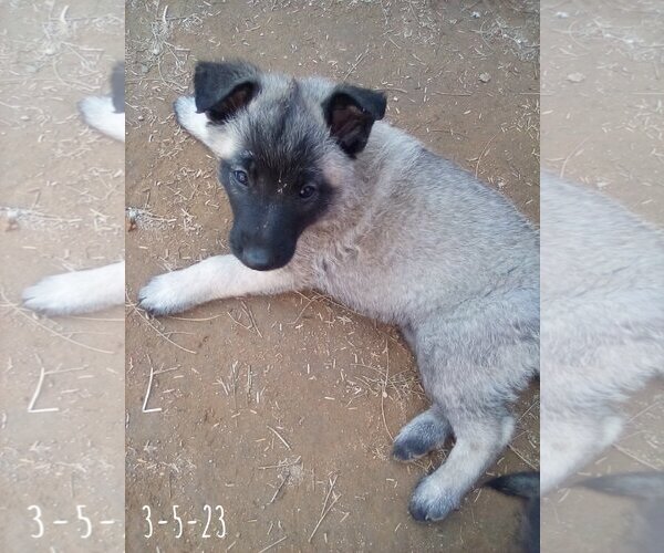 Medium Photo #16 German Shepherd Dog-Unknown Mix Puppy For Sale in Apple Valley, CA, USA