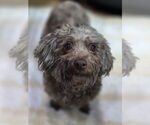 Small Havanese