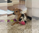 Small #1 Chihuahua Mix