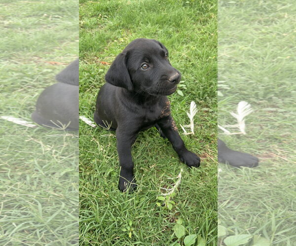 Medium Photo #1 Labrador Retriever-Unknown Mix Puppy For Sale in Grafton, WI, USA