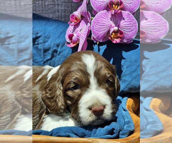 Medium Photo #1 English Springer Spaniel Puppy For Sale in WOOSTER, OH, USA