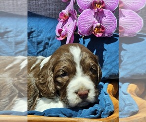 English Springer Spaniel Puppy for sale in WOOSTER, OH, USA
