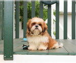 Small Photo #5 Shih Tzu Puppy For Sale in SYRACUSE, IN, USA
