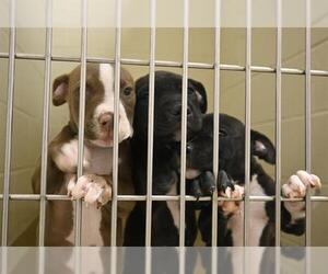 American Pit Bull Terrier-Unknown Mix Dogs for adoption in Decatur, IL, USA