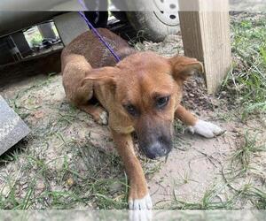 German Shepherd Dog Dogs for adoption in Houston, TX, USA