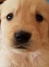 Golden Retriever Puppy for sale in FREDERIC, WI, USA