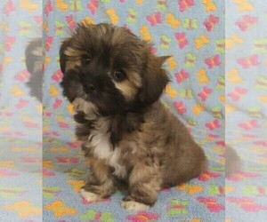 Havanese Puppy for sale in STATEN ISLAND, NY, USA