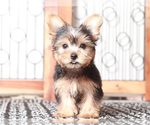 Image preview for Ad Listing. Nickname: Echo