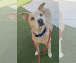 *GRACE - Female Labrador Retriever Dog for Adoption - Small photo