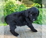 Small #5 F2 Aussiedoodle