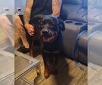 Small #1 Rottweiler