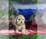 Small #17 YorkiePoo